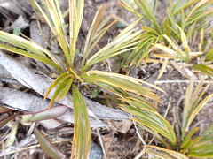 Aciphylla monroi