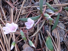 Claytonia rosea
