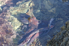 Macroctopus maorum