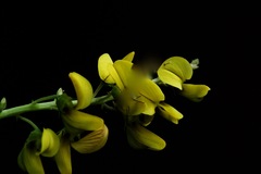 Crotalaria pallida