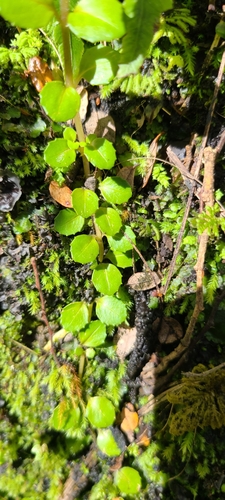 Image of Epilobium rotundifolium by no rights reserved