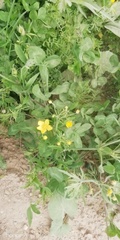 Ranunculus polyanthemos