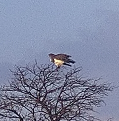 Circaetus pectoralis