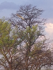 Circaetus pectoralis