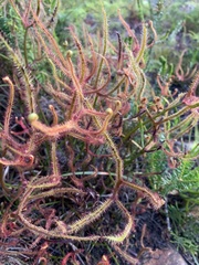 Drosera binata