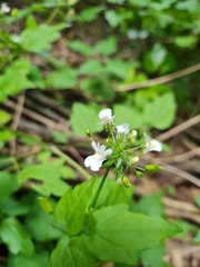 Nemesia floribunda
