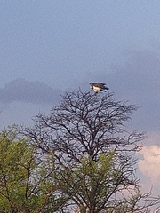 Circaetus pectoralis