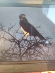 Circaetus pectoralis