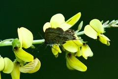Catopyrops florinda