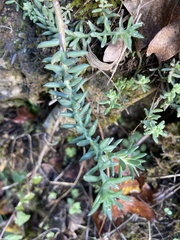 Petrosedum sediforme