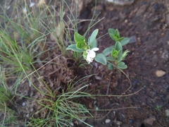 Justicia anagalloides