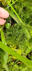 Hymenophyllum multifidum