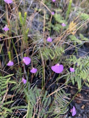 Utricularia uniflora