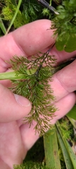 Hymenophyllum multifidum