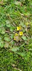 Ranunculus foliosus