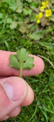 Ranunculus foliosus