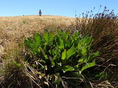Protea caespitosa