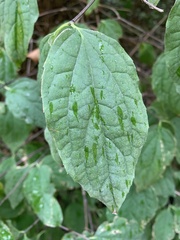 Clerodendrum trichotomum