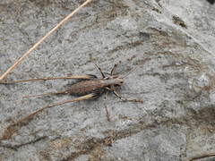 Antaxius spinibrachius
