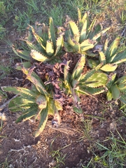 Aloe greatheadii davyana