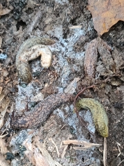 Limacus
