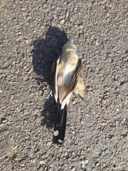 Coccyzus melacoryphus