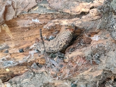 Limacus