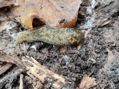 Limacus