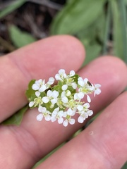 Lepidium draba