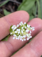 Lepidium draba