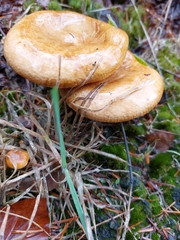 Paxillus involutus