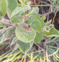 Diospyros lycioides lycioides