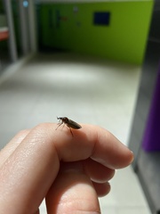 Dilophus nigrostigma