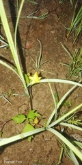 Ranunculoideae