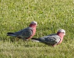 Eolophus roseicapilla albiceps