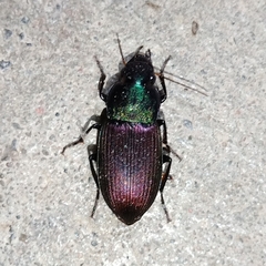Neoaulacoryssus speciosus