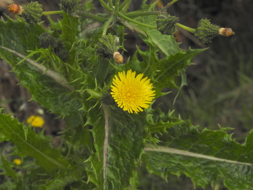 Sonchus asper image