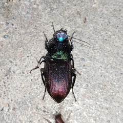 Neoaulacoryssus speciosus