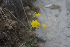 Narcissus assoanus