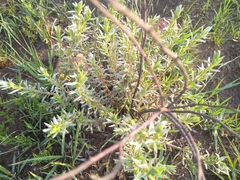 Wahlenbergia undulata