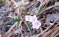 Claytonia rosea