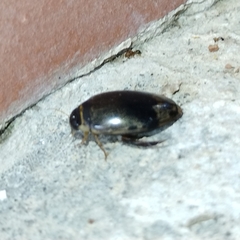 Thermonectus