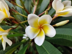 Plumeria obtusa