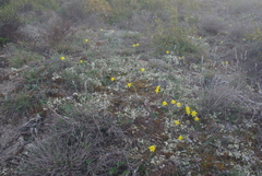 Narcissus assoanus