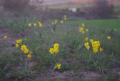Narcissus assoanus