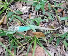 Bradypodion damaranum