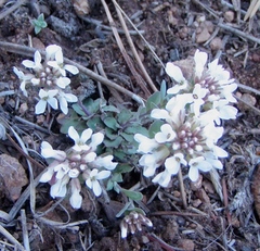 Noccaea fendleri