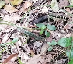 Bradypodion damaranum