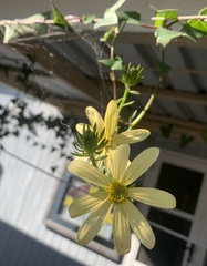 Senecio macroglossus