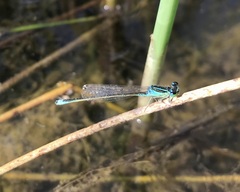 Ischnura pumilio